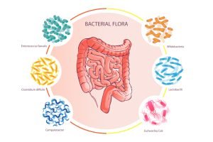 Inside the Gut Microbiome