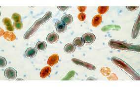 microorganisms