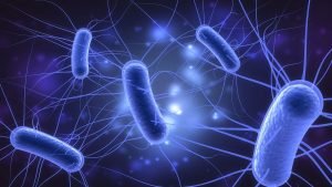 Escherichia coli