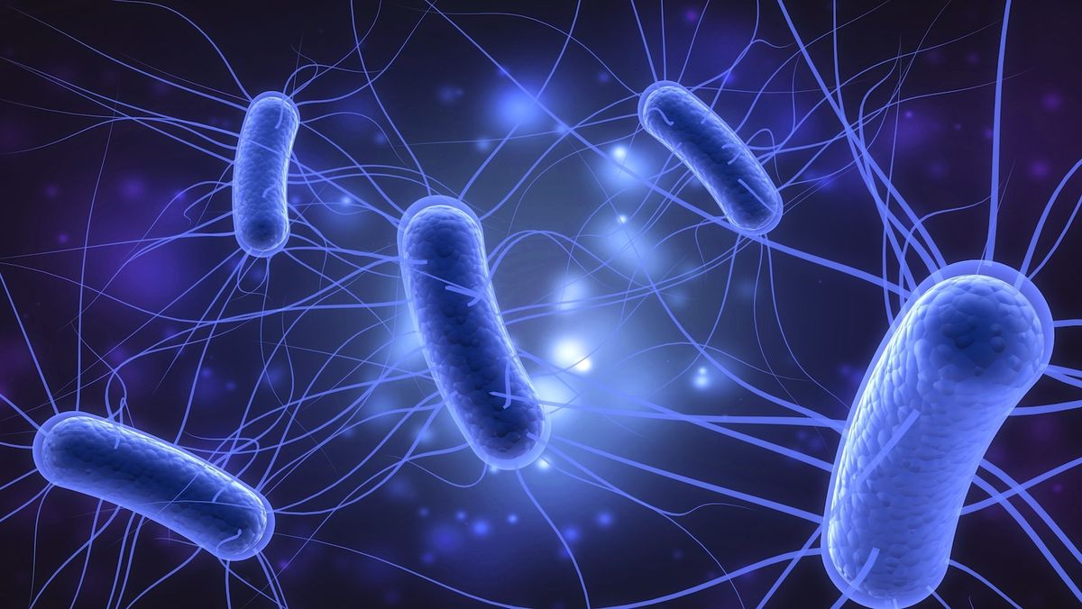 Escherichia coli